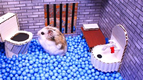 🐹hamster Escapes The Awesome Maze For Pets In Real Life 🐹 In Hamster