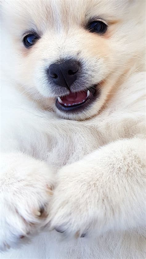 Polar Bear Puppy Cute Fluffy Furry Polar Bear White Hd Phone