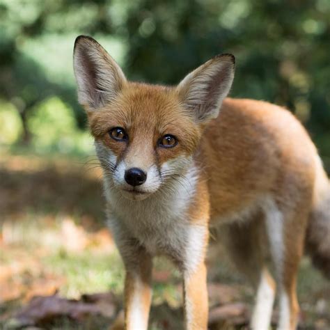 Cute Pictures Of Red Foxes