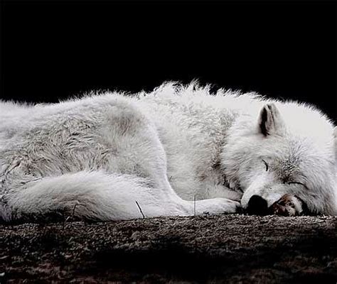 Zdjęcie Sleeping Wolf Animals Animals Wild