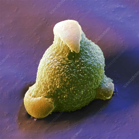 Pollen Grain Of An Oak Flower Stock Image B7860565 Science Photo