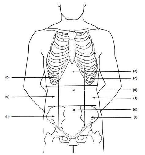 | these pictures of this page are about:blank anatomical diagrams human body. Exercise 1: The Language of Anatomy Flashcards | Easy Notecards