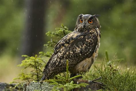 Eurasian Eagle Owl Bubo Bubo Stock Photo Image Of Czech Austria