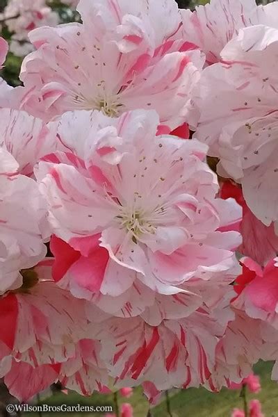 Buy Peppermint Flowering Peach Trees For Sale Free Shipping 2