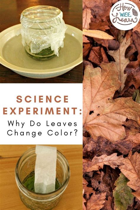 Science Experiments For Kids Why Do Leaves Change Color Science