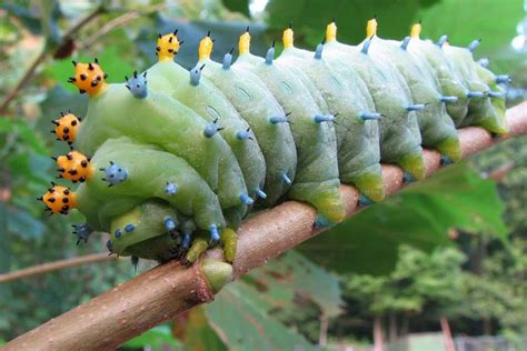 12 Weird And Wonderful Caterpillars Film And Photo Earth Touch News
