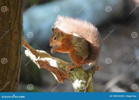 Red Squirrel Sat On Tree Branch Stock Image Image Of Vulgaris Tree