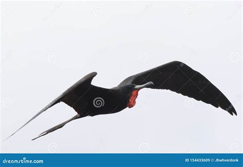 A Magnificent Frigate Birdfregata Magnificens Flying With His Red