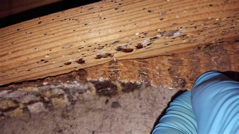 Pests We Treat Signs Of A Bed Bug Infestation In West Long Branch Nj