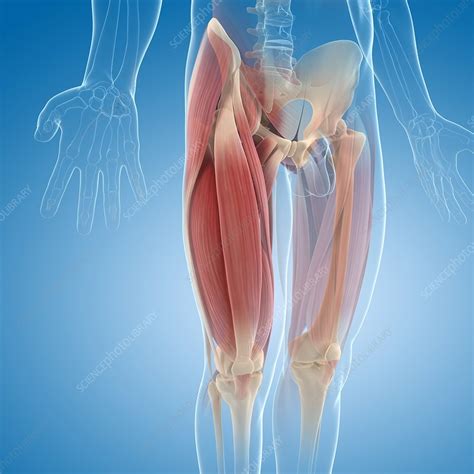 The thigh bears much of the load of the body's weight when a person is upright. Upper leg muscles, artwork - Stock Image - F005/5442 - Science Photo Library
