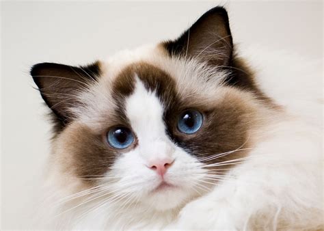 Mèo Ragdoll Giống Mèo đáng Yêu Nhất Thế Giới Pet House Cửa Hàng