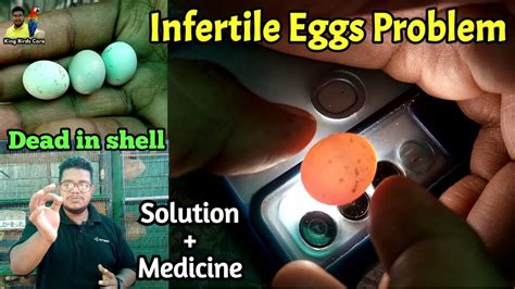 How To Check Fertile And Infertile Egg Infertile Eggs Solution Birds