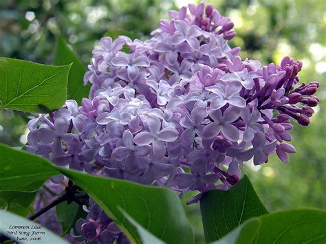 Common Lilac Al Libby Flickr