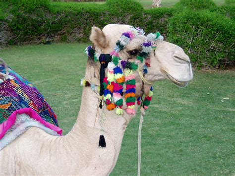 Camel United Arab Emirates Free Photo Download Freeimages