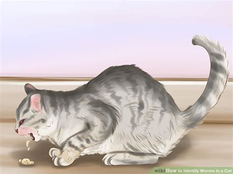 How To Identify Worms In A Cat 14 Steps With Pictures Wikihow