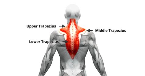 Trapezius Muscle Mobile Physiotherapy Clinic Ahmedabad Gujarat