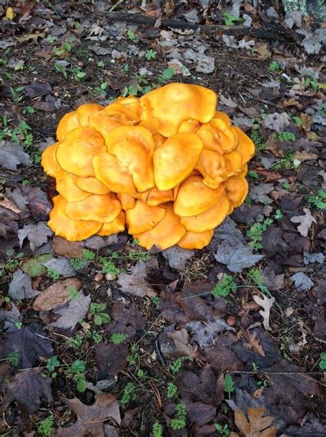 Jack O Lantern Mushrooms The Photo Of These Bright Orange Beauties