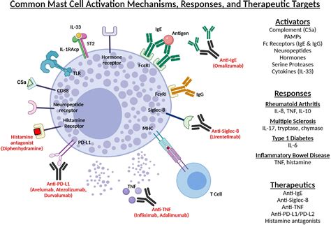 Mast Cell Activation