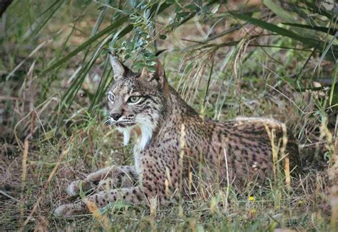 Farmers Predators the Iberian Lynx from Andujar to Coto Doñana