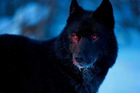 Inspiratie Voor De Rode Ogen Van De Adelaar Beautiful Wolves Animals