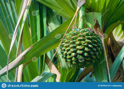 Pandanus Tectorius Fruit Growing On The Tree At The Tropical Island