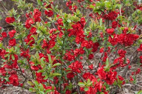 Chaenomeles ‘double Take Scarlet Storm Rocky Dale Gardens Plant Catalog