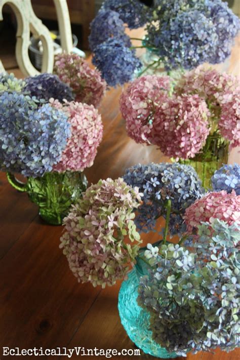 Here are our best tips and faqs for how to plant, grow and care for if you're looking for a garden flower with show appeal, hydrangea flowers are truly stunning. Drying Hydrangeas - the Right Way
