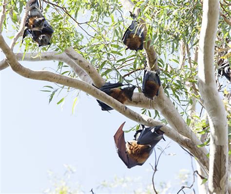 Flying Fox Management Nsw Environment And Heritage