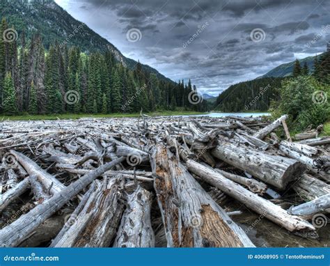 Logs In Canada Stock Image Image Of Trunk Rock Logjam 40608905