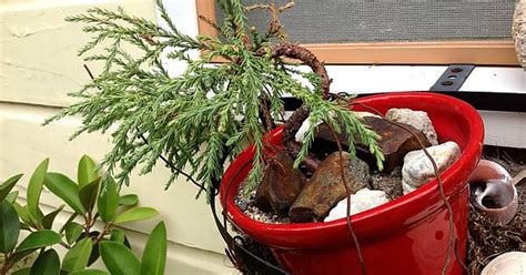 Giant Sequoia Tree I M Making Into A Bonsai 3 Years Old So Far Imgur