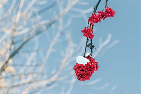 Free Images Tree Nature Branch Blossom Snow Winter Plant