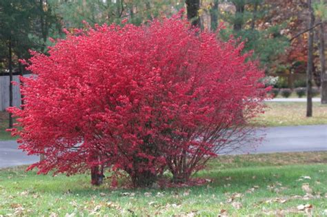 50 Burning Bush Kochia Scoparia Bassia Bright Red Fall Color Shrub Seeds