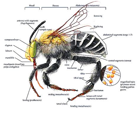 Bee Anatomy Diagram Types Of Bees