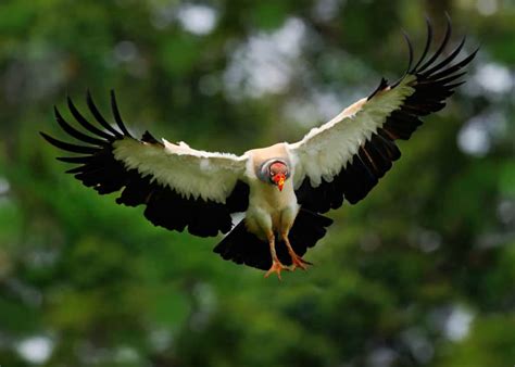 39 Colorful King Vulture Facts Sarcoramphus Papa •