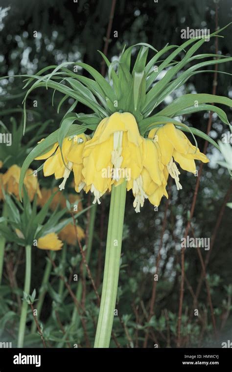Botany Liliaceae Crown Imperial Fritillaria Imperialis Var Lutea