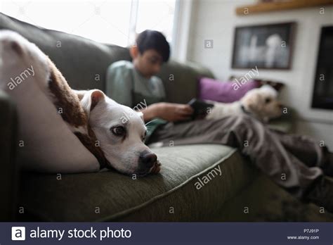 Cute Dog Relaxing On Sofa Stock Photo Alamy