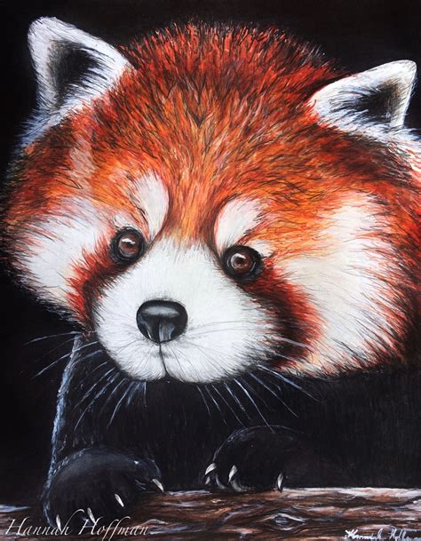 Original Red Panda Drawing 89 Inspired Works By Hannah Hoffman Panda