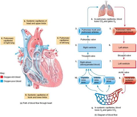 Systemic And Pulmonary Circulations Basic Anatomy And Physiology