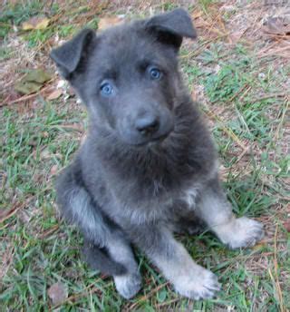 Ckc registered german shepherd puppies. A Beautiful Powder Blue German Shepherd I have never seen ...
