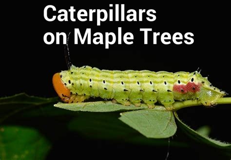 Caterpillars On Maple Trees Identification Guide With Photos Dengarden