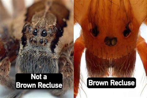 How To Identify A Brown Recluse Spider Plunketts Pest Control