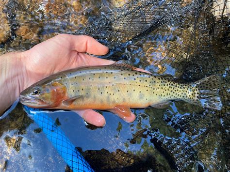 Native Trout Fly Fishing Colorado River Cutthroat Trout