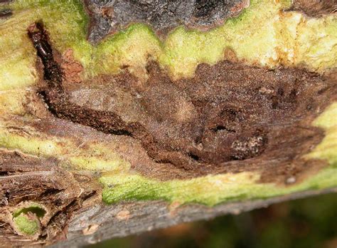 Thousand Cankers Disease Attacks Walnut Timber Works