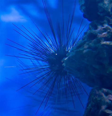 Diadema Setosum Sea Urchins Quite Coolt Barbro Nygren Flickr