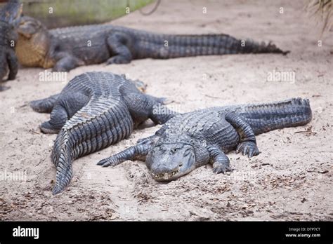 American Alligators Are Seen At Alligator Farm Zoological Park In St