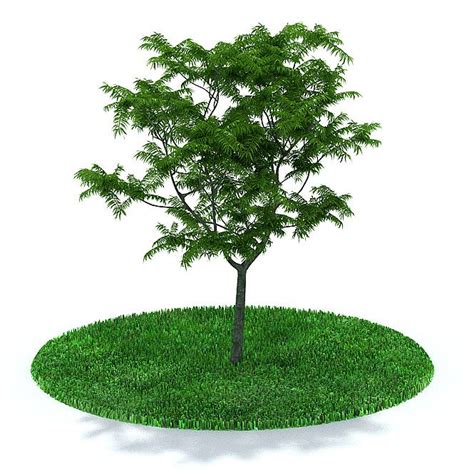 Tree 3d Model Green Leaf Tree Cgtrader