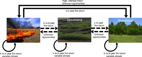 State And Transition Model Of Grassland Shrubland And Woodland States