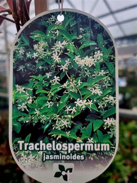 Trachelospermum Jasminoides 8 Ft Arch Holland House Garden Centre Preston