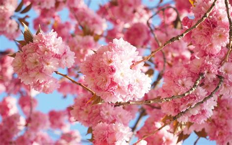Download Spring Blossom Nature Sakura 4k Ultra Hd Wallpaper