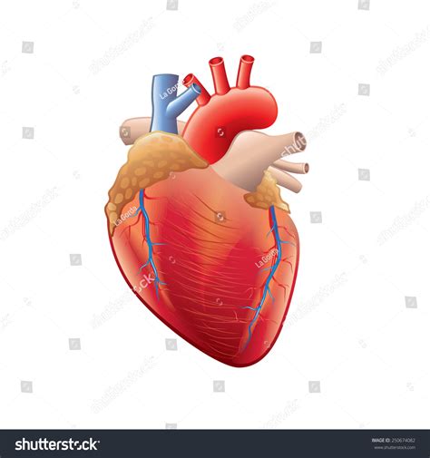 Human Heart Anatomy Isolated On White Stock Vector Royalty Free